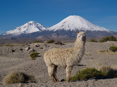Lama in Patagonien, Urlaub Chile